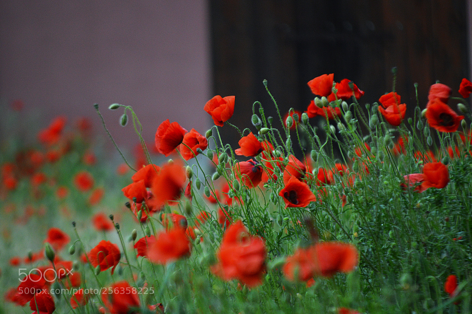 Nikon D3200 sample photo. Pop-py art! photography