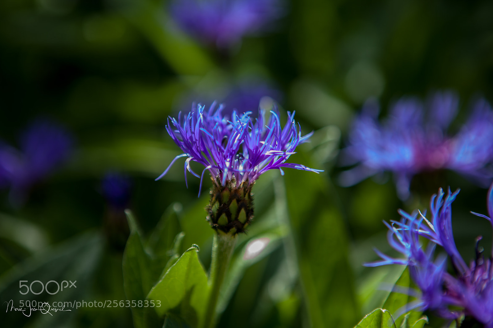 Canon EOS 5D Mark II sample photo. Mg photography