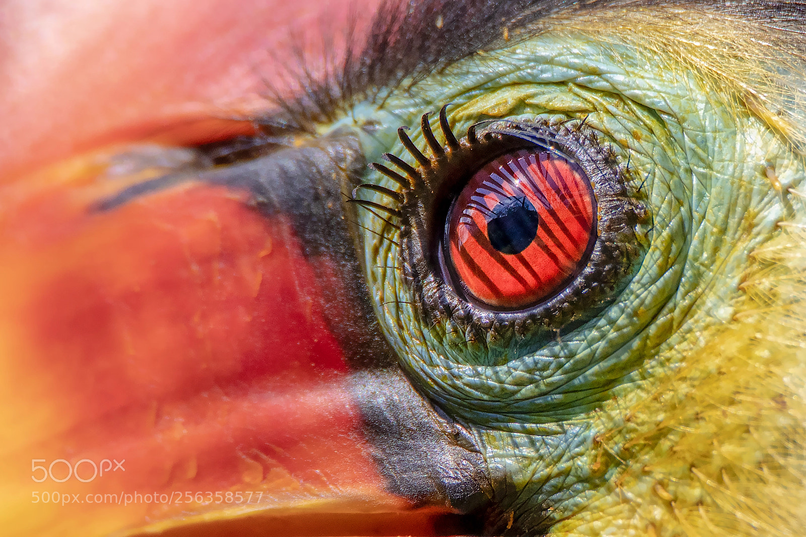 Canon EOS 80D sample photo. Wrinkled hornbill photography