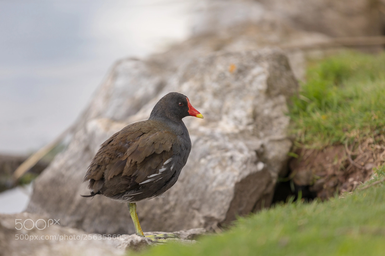 Canon EOS 5D Mark IV sample photo. Moorhen photography