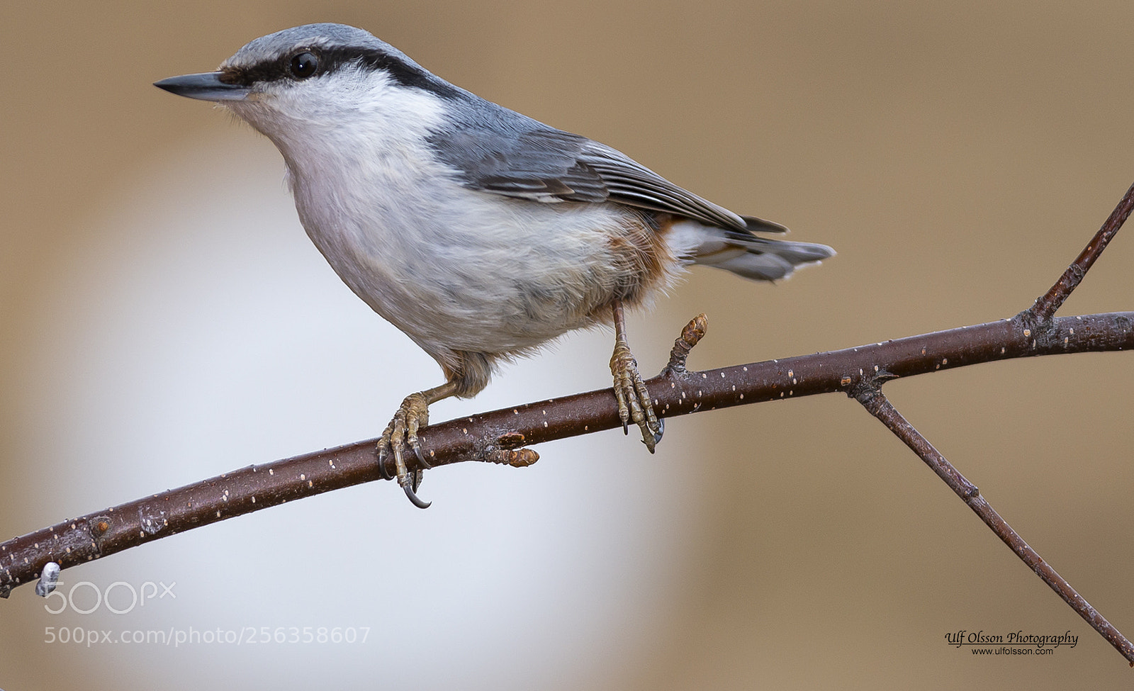 Nikon D610 sample photo. Small bird photography