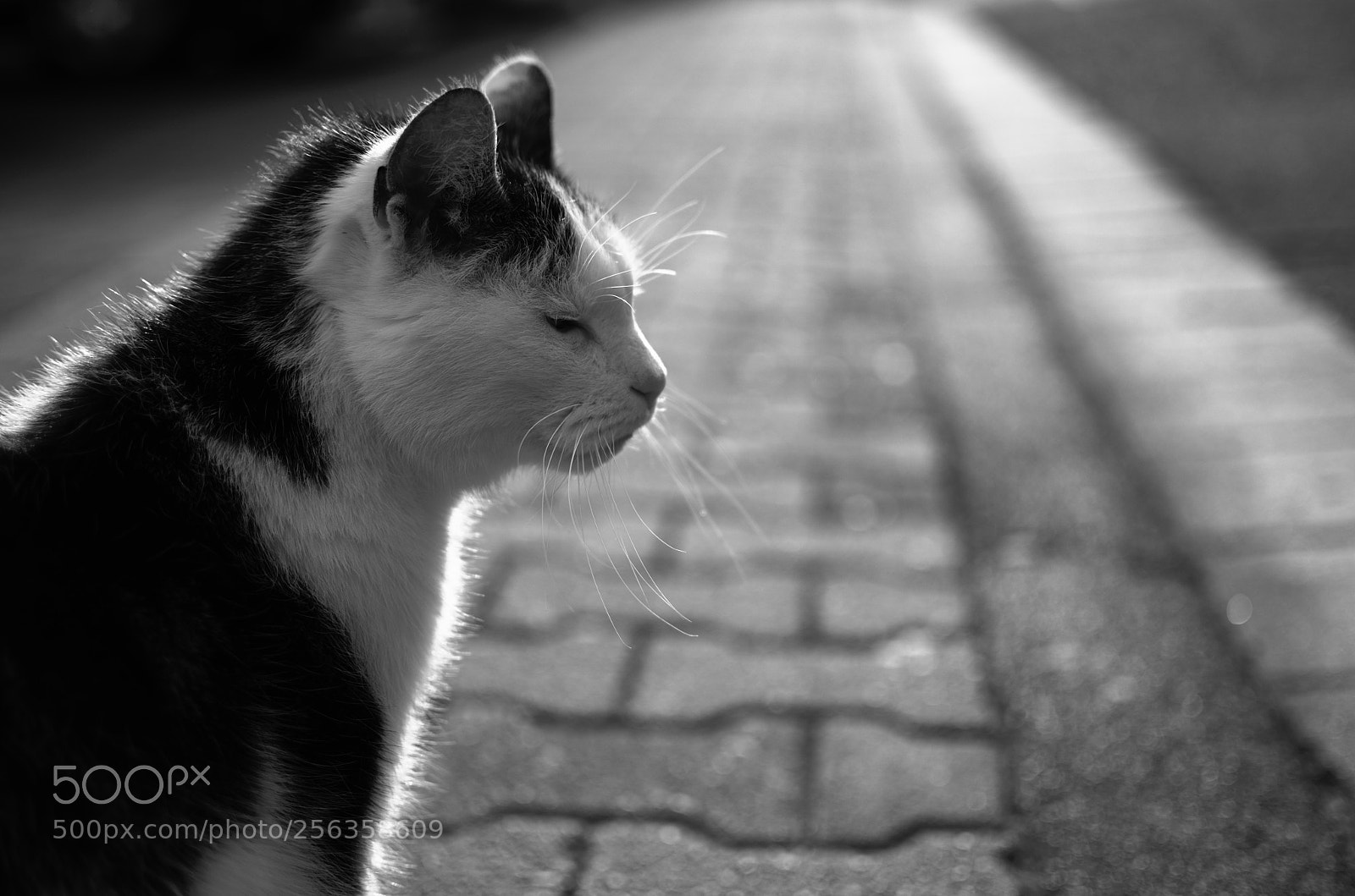 Nikon D5100 sample photo. Inner peace photography