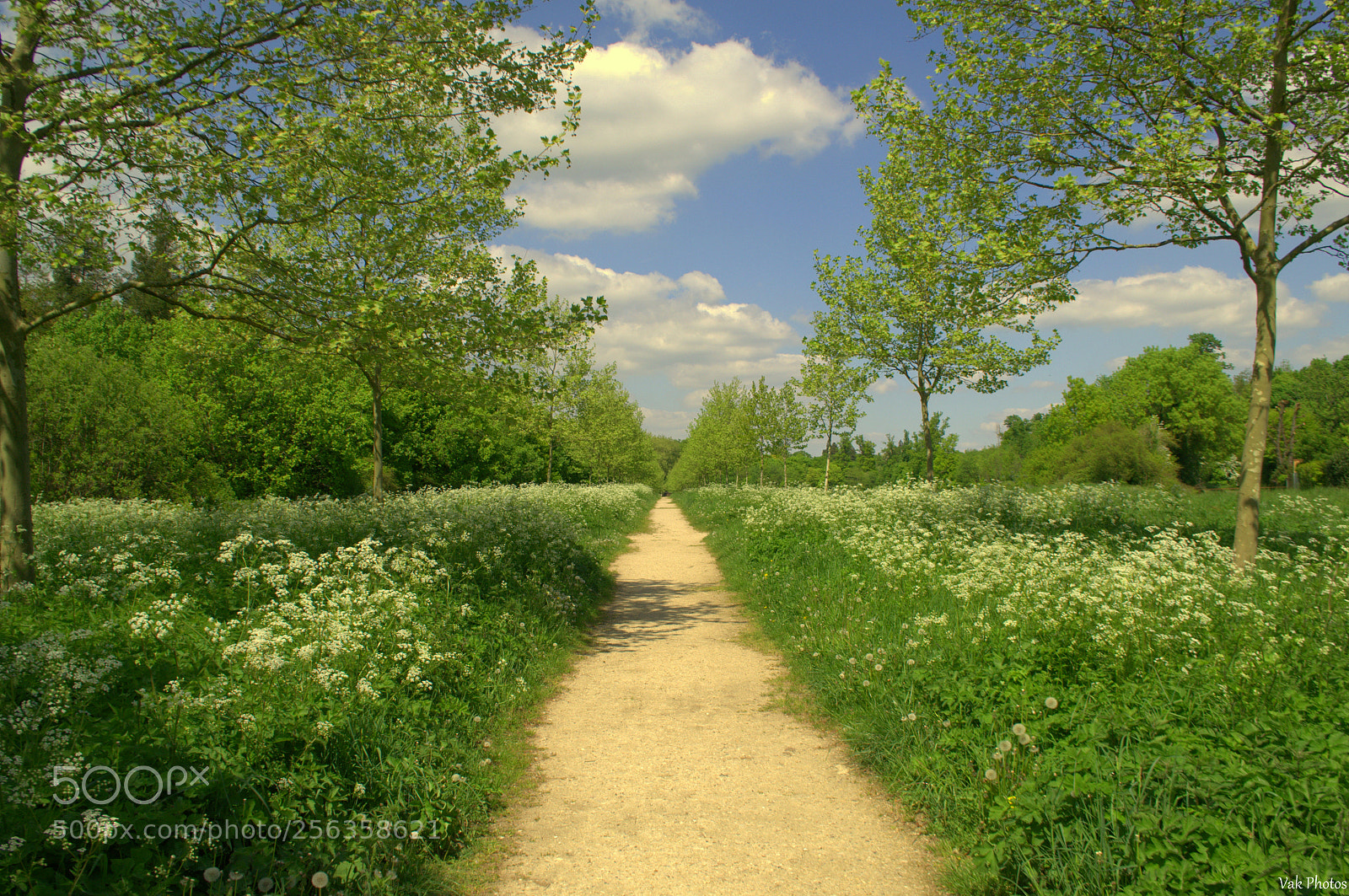 Nikon D3100 sample photo. Flowery path photography