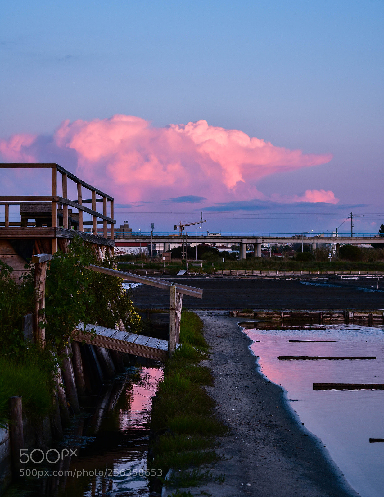 Nikon D3400 sample photo. Cotton candy photography