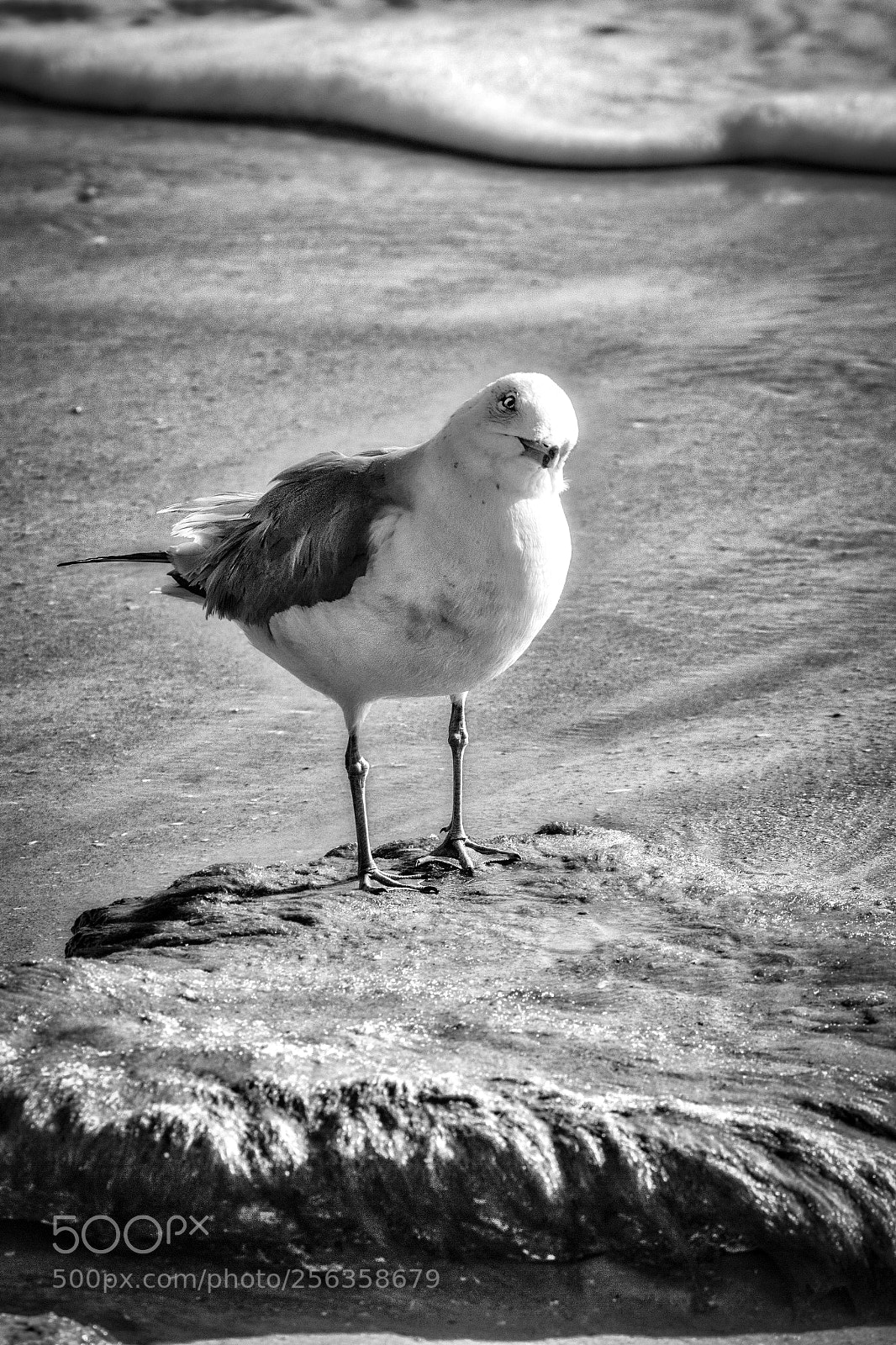 Canon EOS 600D (Rebel EOS T3i / EOS Kiss X5) sample photo. Seagull at the rocks photography