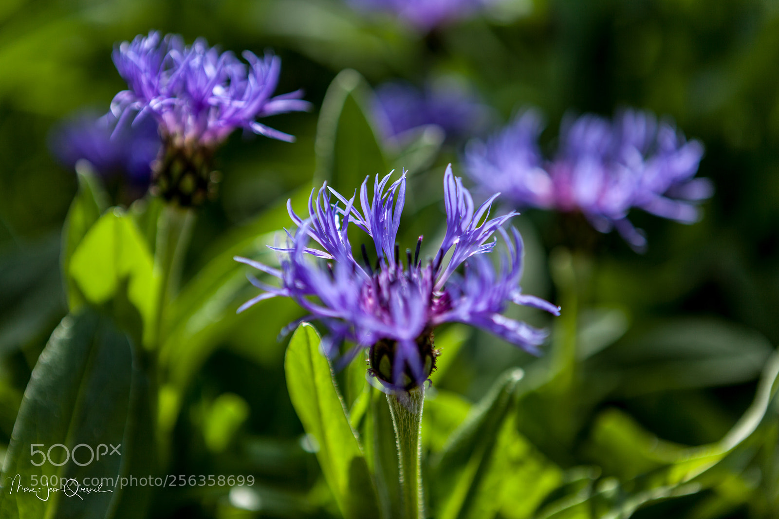 Canon EOS 5D Mark II sample photo. Fleur de bleuet photography