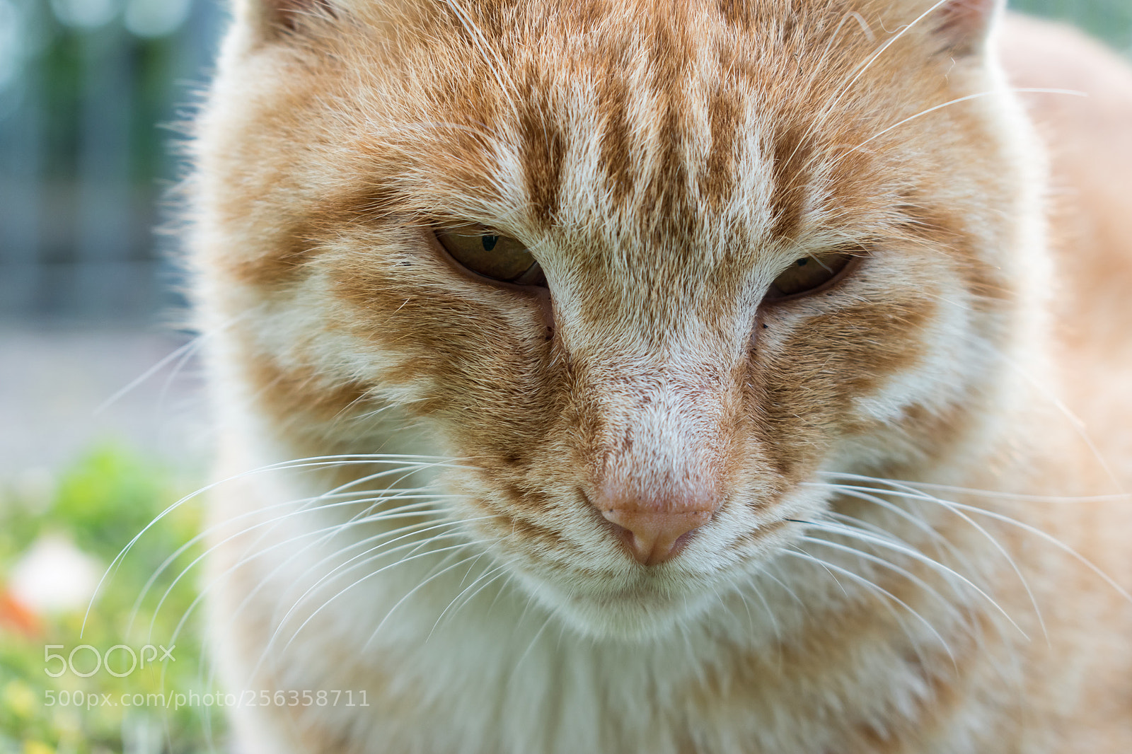 Nikon D5600 sample photo. A photography