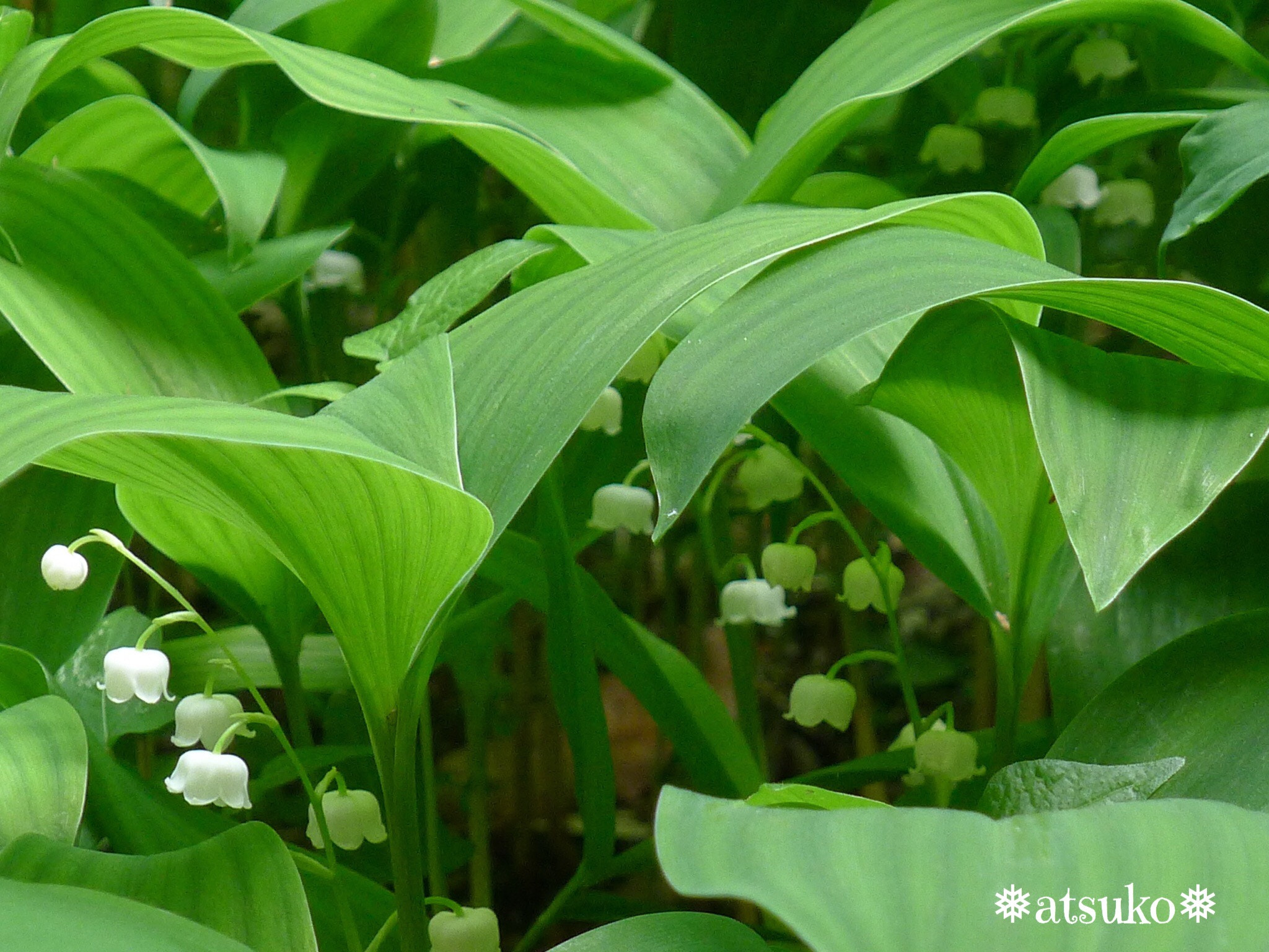 Panasonic Lumix DMC-LX5 sample photo. Wild lily of the valley photography