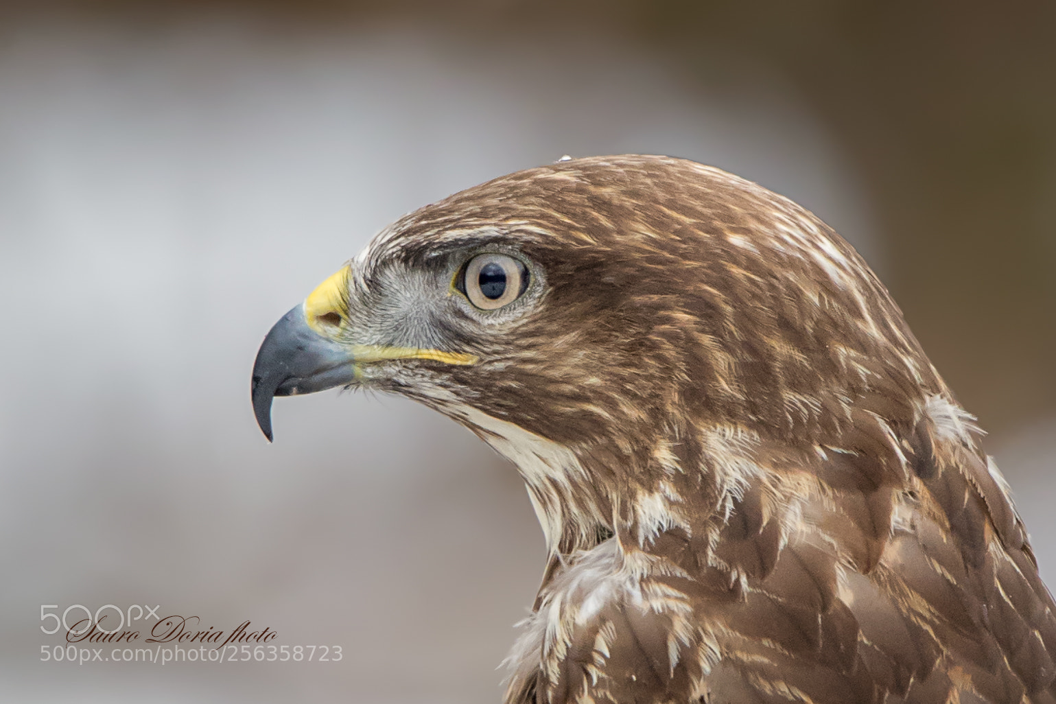 Canon EOS 5D Mark IV sample photo. Ritratto di poiana "maschio" photography