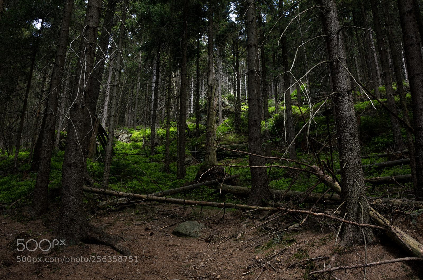 Nikon D5200 sample photo. Coniferous forest photography