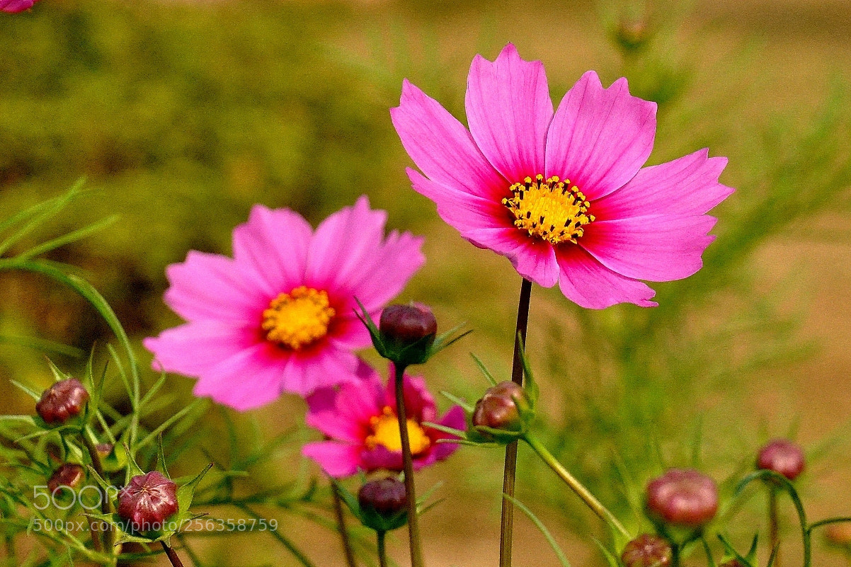 Nikon D90 sample photo. Pink nature photography