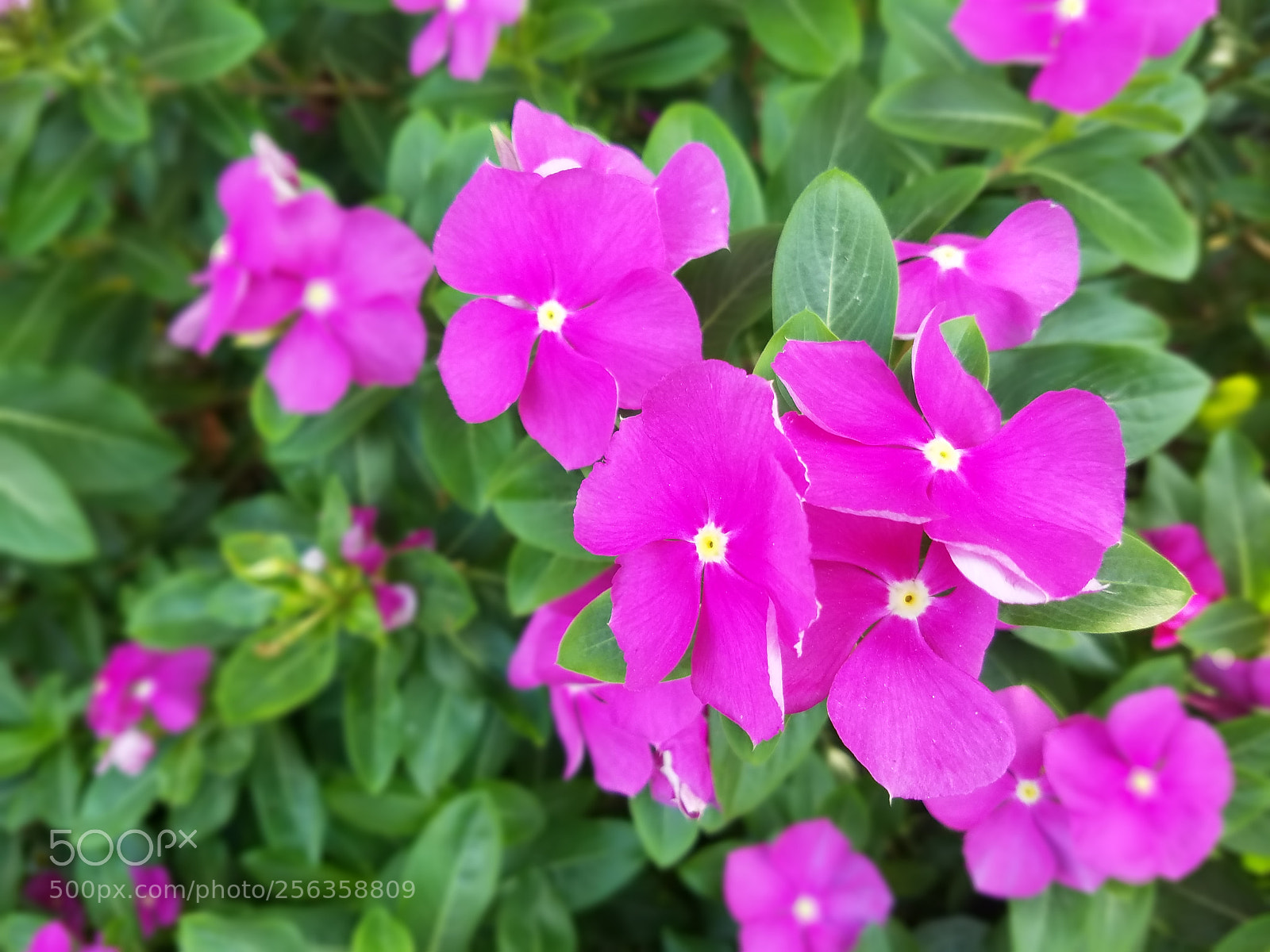 Samsung Galaxy S7 sample photo. Untitled photography