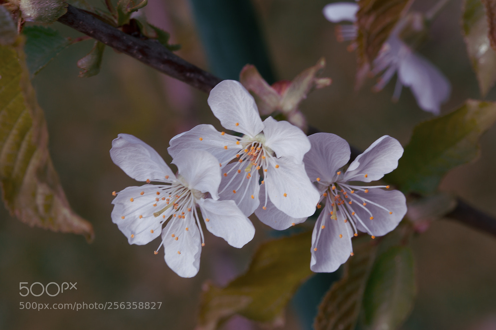 Canon EOS 6D sample photo. Cherries in 2018 ? photography
