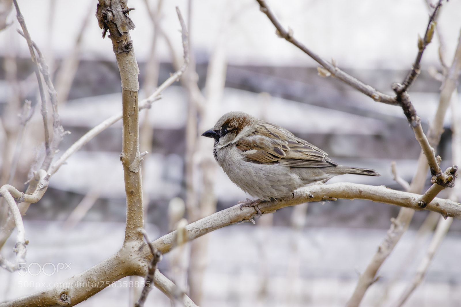 Nikon D3300 sample photo. Bird in cherry tree photography