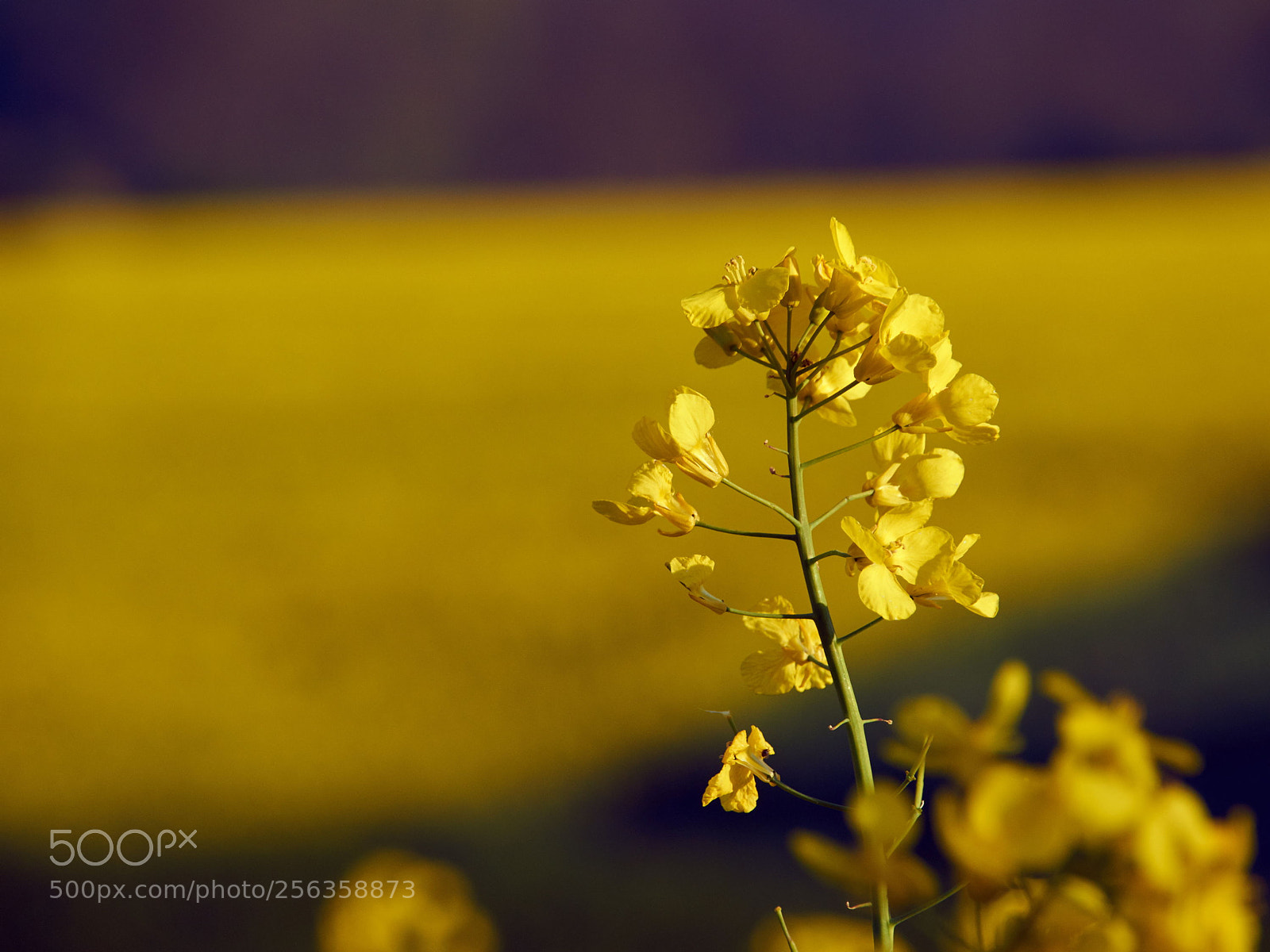 Sony SLT-A65 (SLT-A65V) sample photo. Rape flower photography