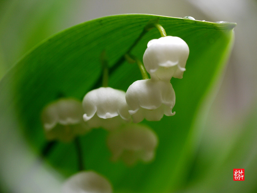 Panasonic Lumix DMC-GF1 sample photo. Lily of the valley 0502 photography