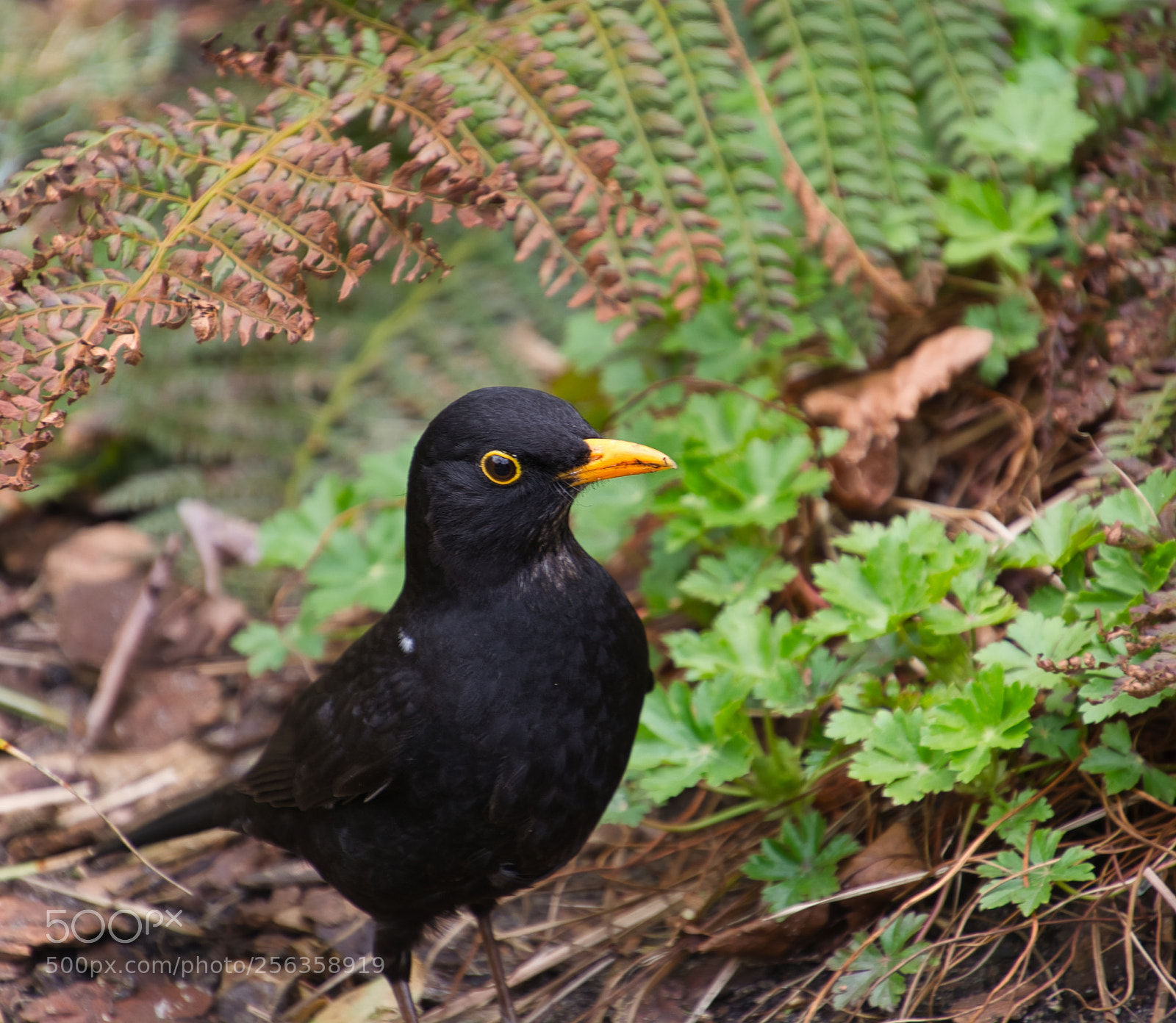 Nikon D7100 sample photo. Black bird in the photography