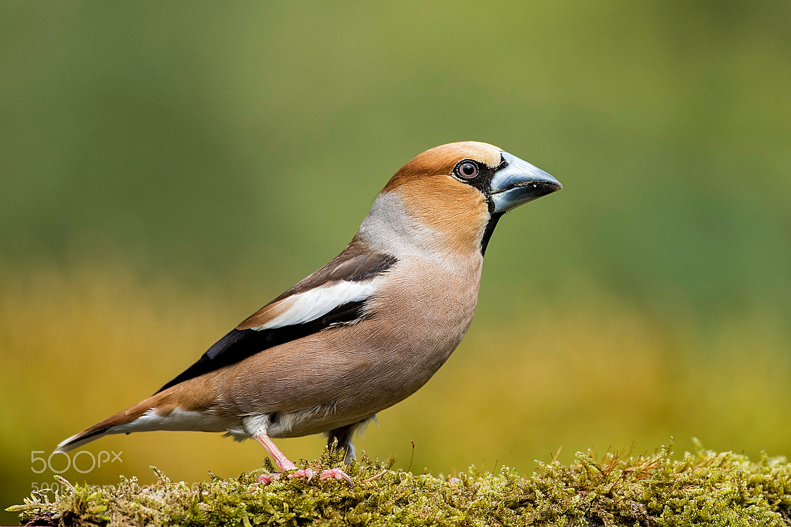 Canon EOS-1D X Mark II sample photo. Hawfinch photography
