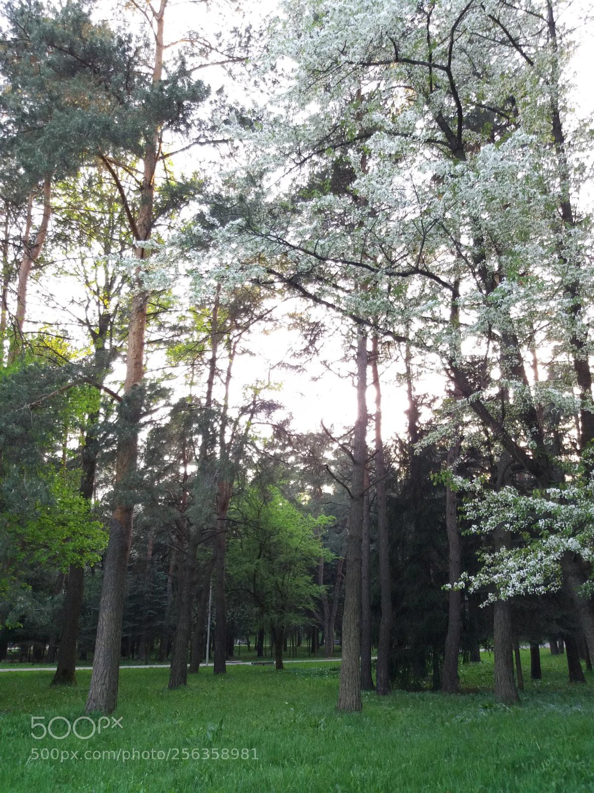 Samsung Galaxy J5(2016) sample photo. Parks of minsk photography