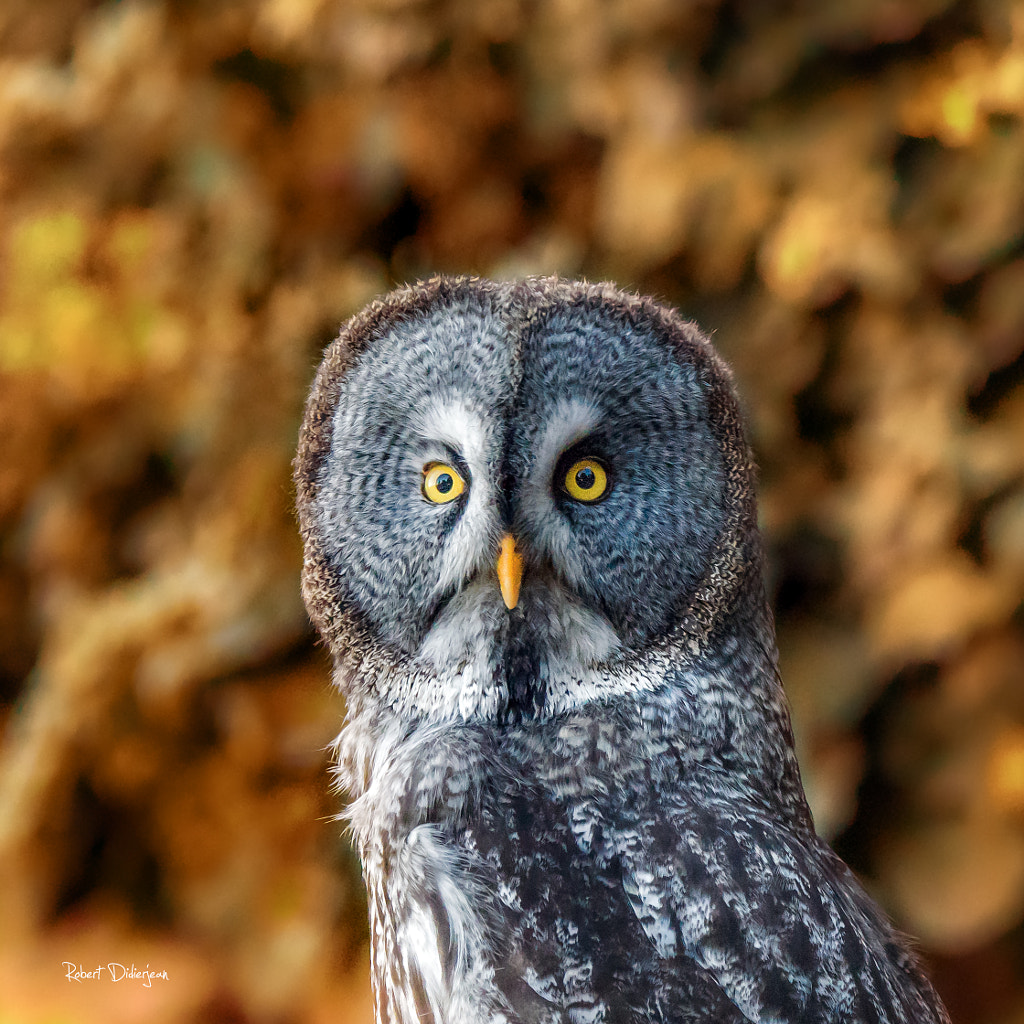 Portrait of a Lapp owl