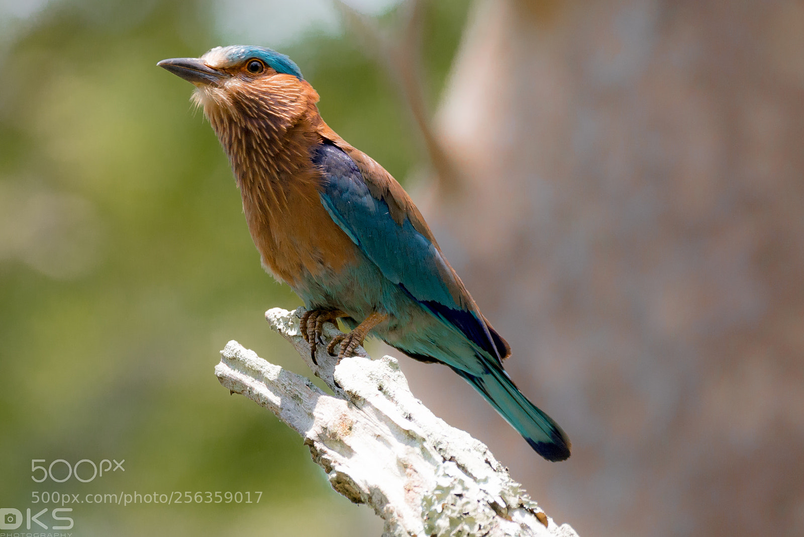 Nikon D610 sample photo. Indian roller photography