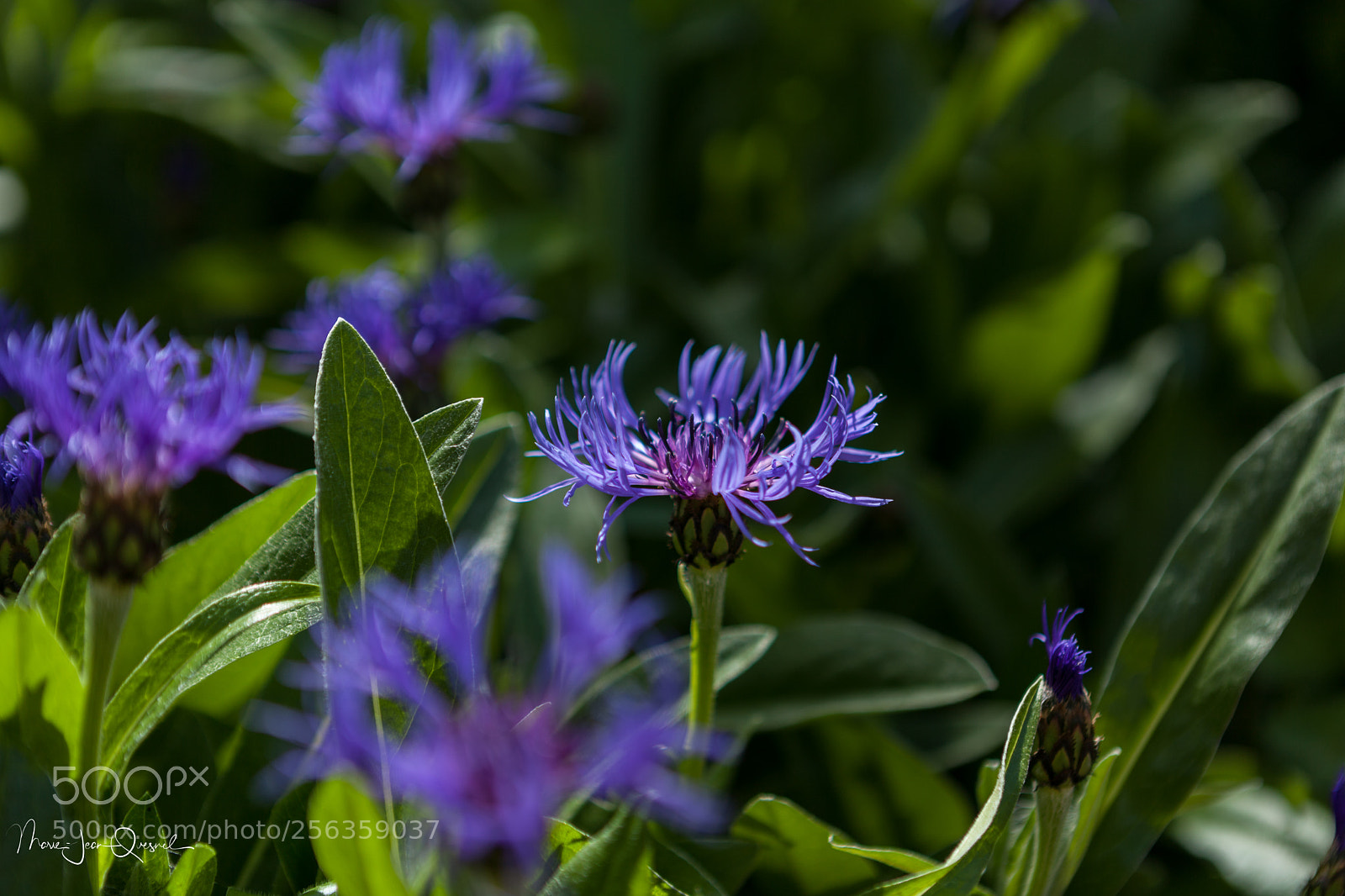 Canon EOS 5D Mark II sample photo. Bleuet de mai photography