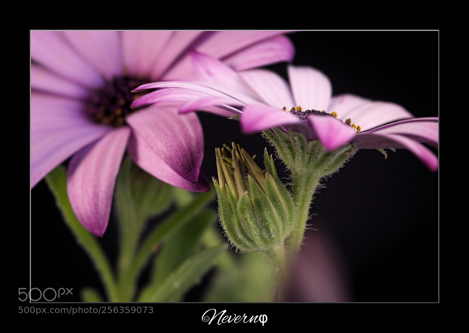 Pentax K-S2 sample photo. Dimorphotheca photography