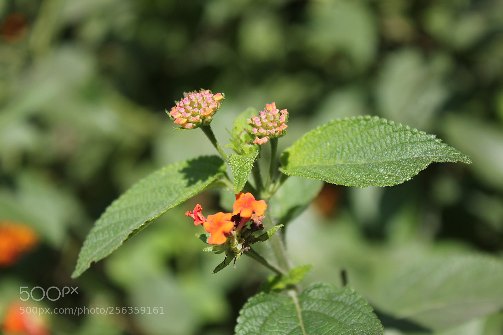 Canon EOS 550D (EOS Rebel T2i / EOS Kiss X4) sample photo. Img photography