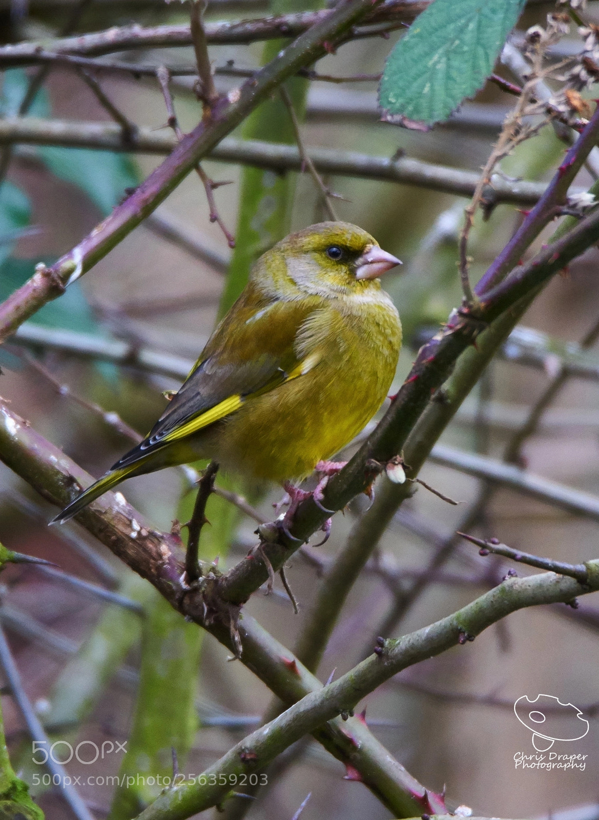 Sony ILCA-77M2 sample photo. Greenfinch photography