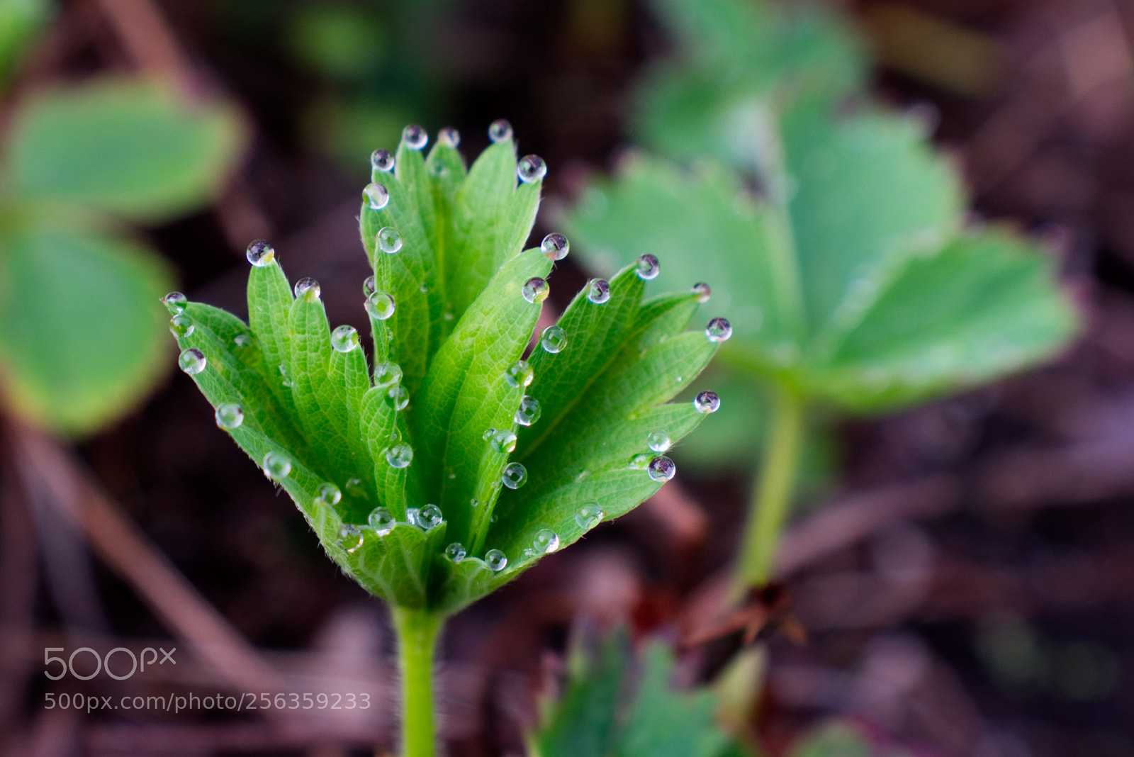 Nikon D3400 sample photo. Young strawberry leaves after photography