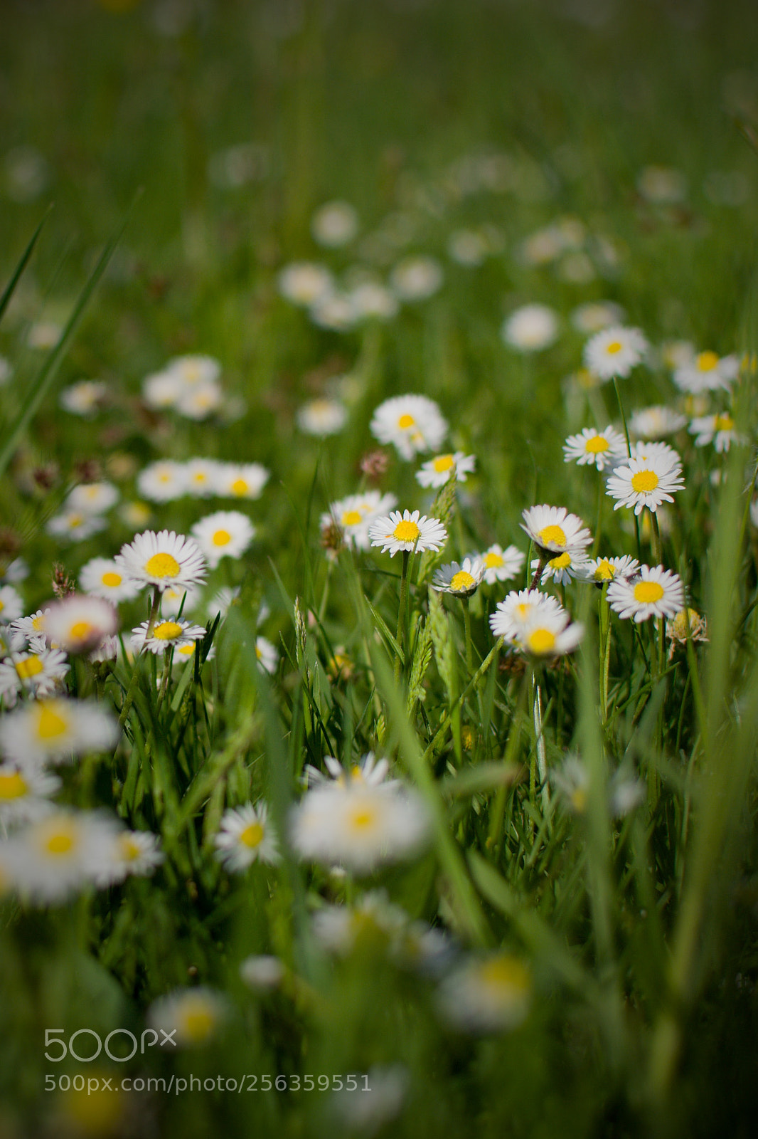Nikon D3100 sample photo. Grass flower photography