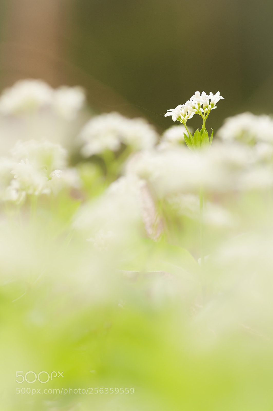 Nikon D300 sample photo. Waldmeister photography