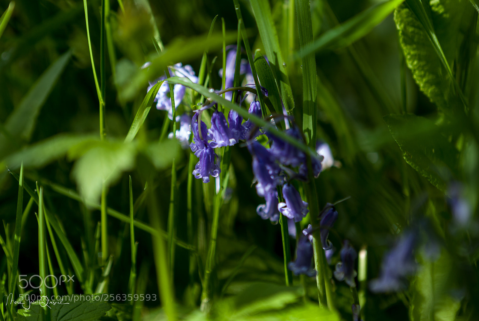 Canon EOS 5D Mark II sample photo. Jacinthes sauvages photography