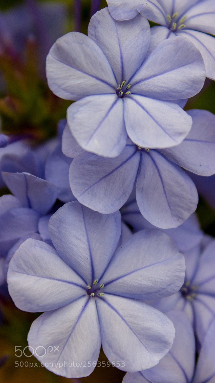 Canon EOS 600D (Rebel EOS T3i / EOS Kiss X5) sample photo. Intricate blueprints photography