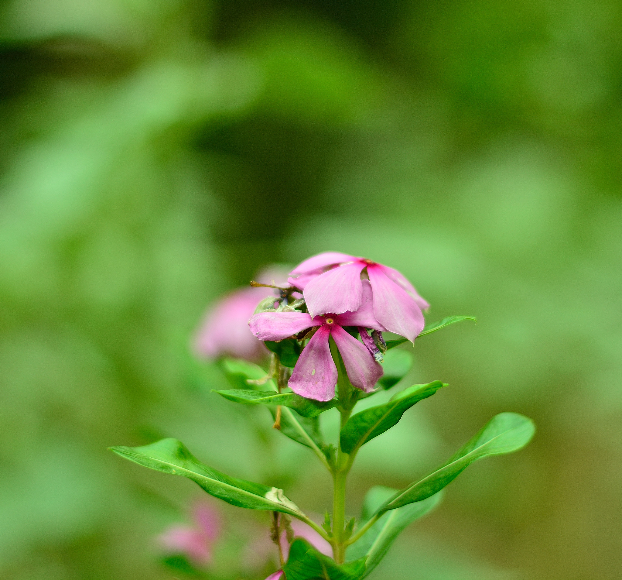 Nikon D5200 + Nikon AF-S Nikkor 50mm F1.8G sample photo. Left out in the cold photography