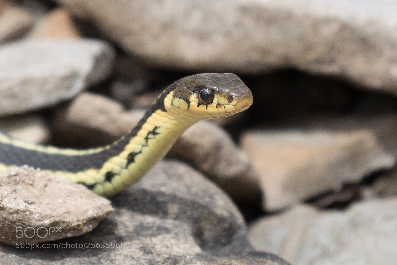 Canon EOS 5D Mark IV sample photo. Basking in the sun photography
