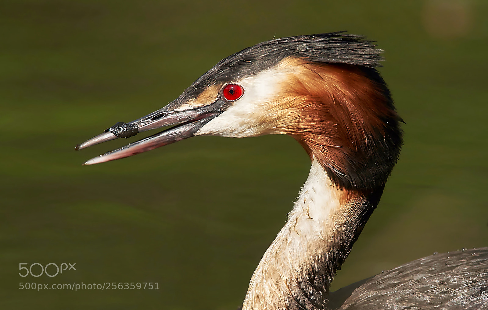 Sony SLT-A58 sample photo. Great crested grebe portrait photography