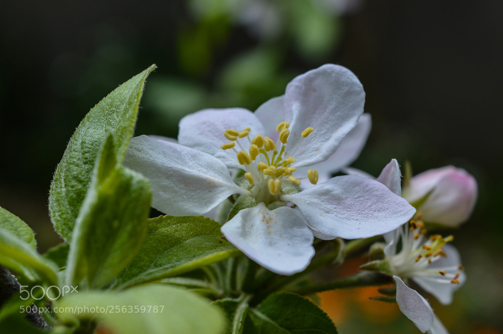 Nikon D3200 sample photo. Flower photography