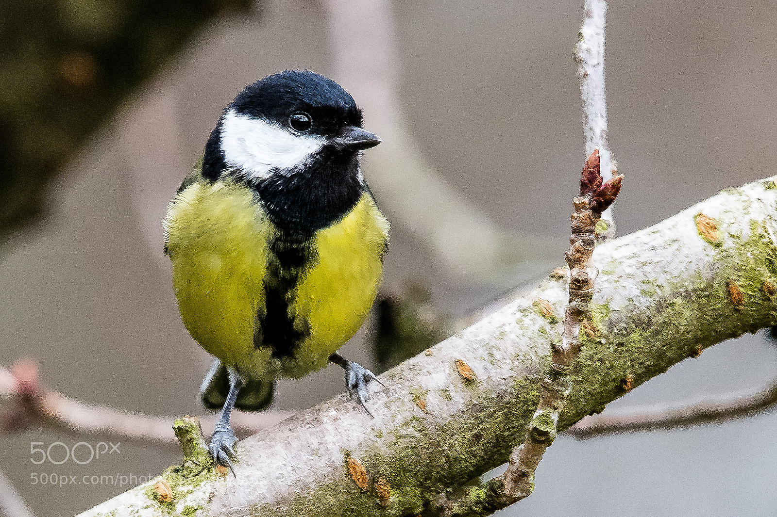 Nikon D850 sample photo. Great tit photography