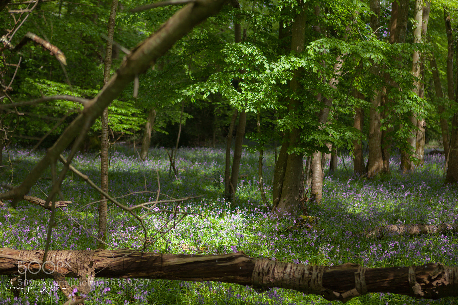 Canon EOS 5D Mark II sample photo. Jacinthes sauvages, p'tit bois photography