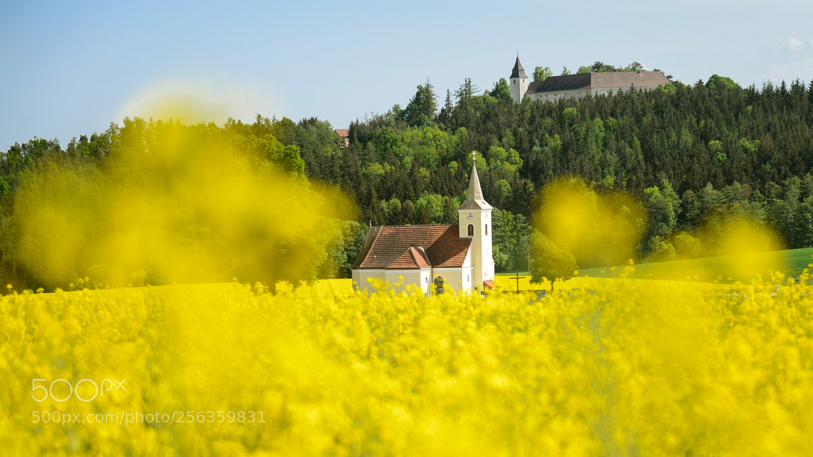 Nikon D800 sample photo. Rapeseed, church, forest, castle photography