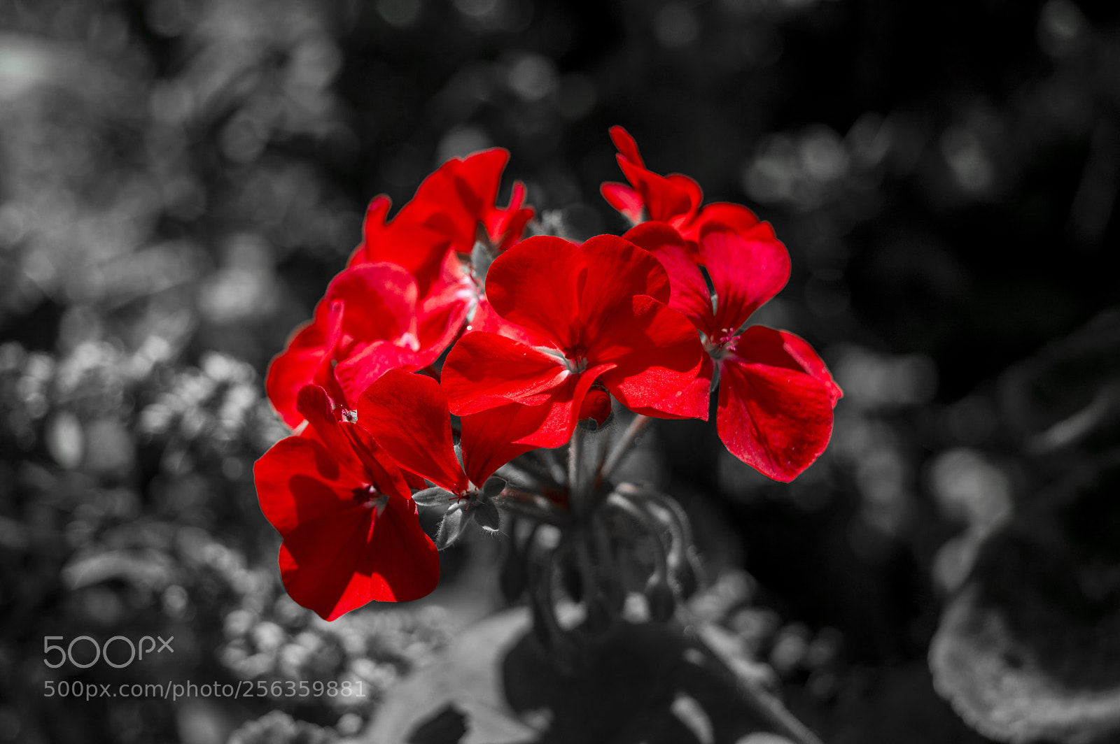 Nikon D3200 sample photo. Bwr photography