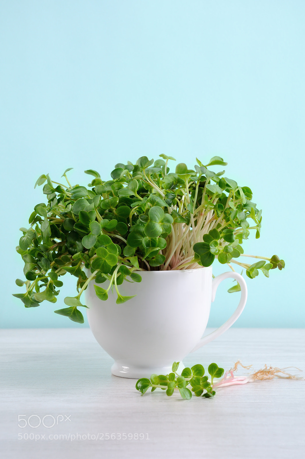 Nikon D90 sample photo. Sprouted radish sprouts in photography