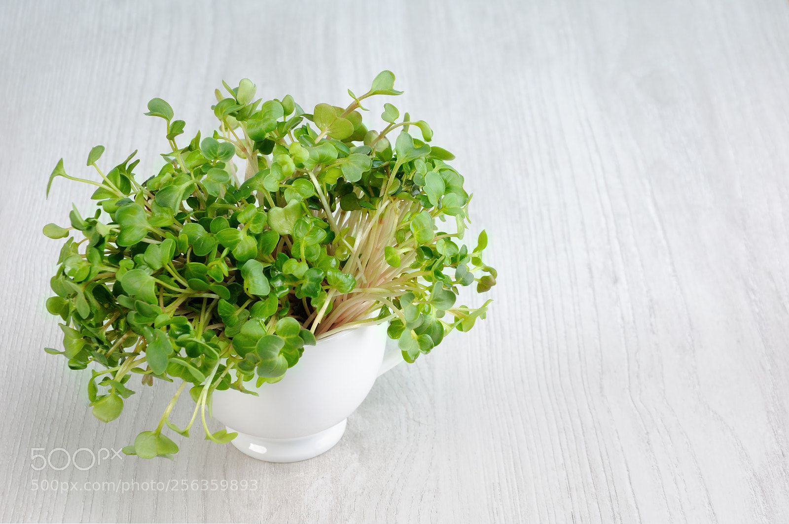 Nikon D90 sample photo. Sprouted radish sprouts in photography