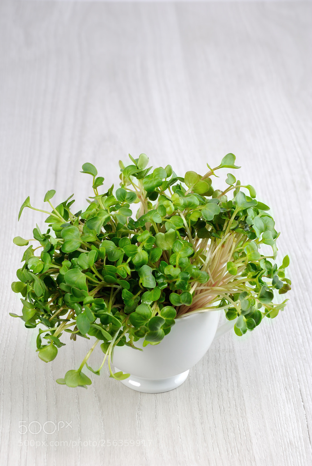 Nikon D90 sample photo. Sprouted radish sprouts in photography