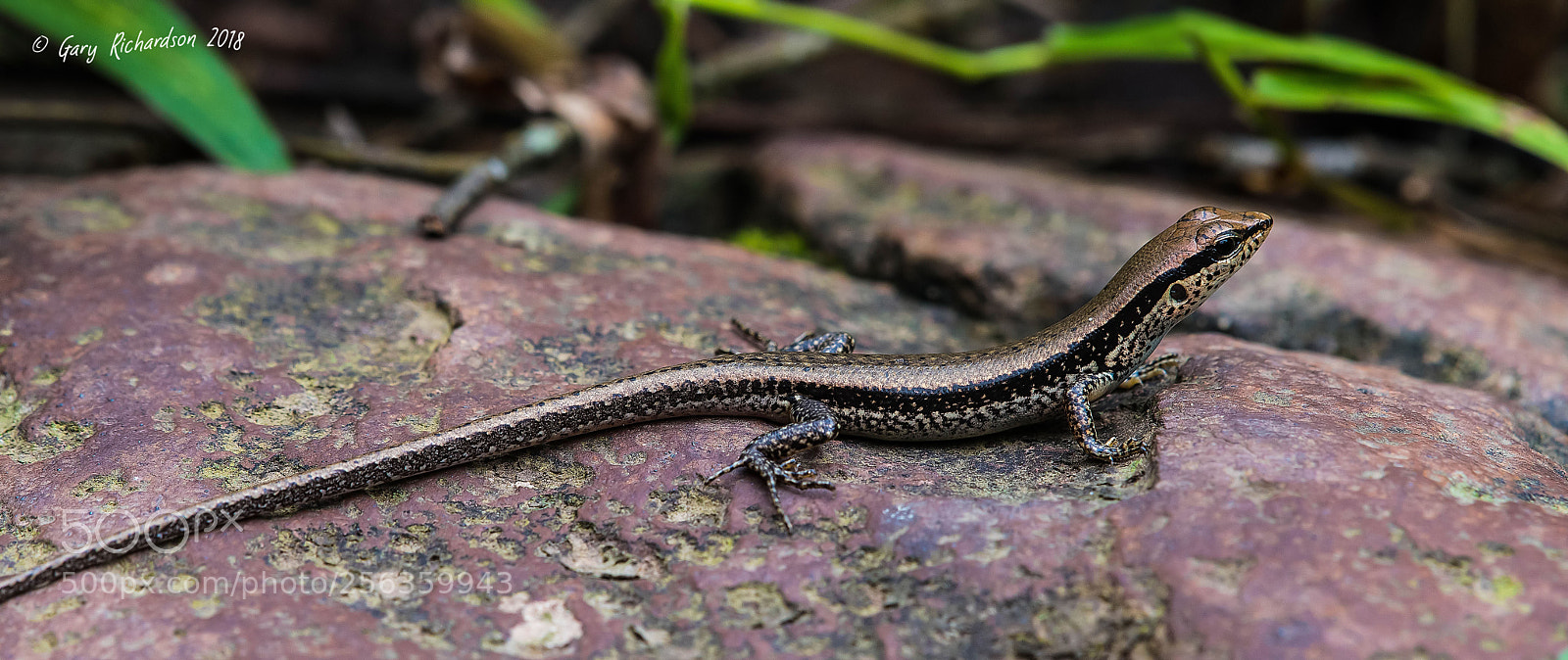 Nikon D500 sample photo. Bowring's supple skink pak photography