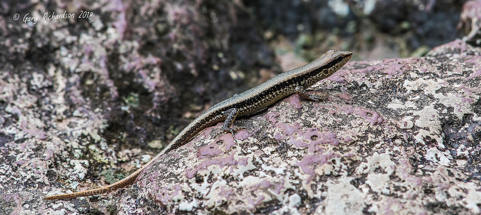 Nikon D500 sample photo. Bowring's supple skink pak photography