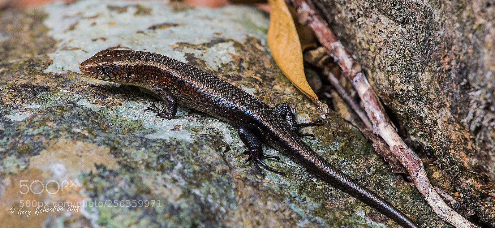 Nikon D500 sample photo. Common sun skink koh photography