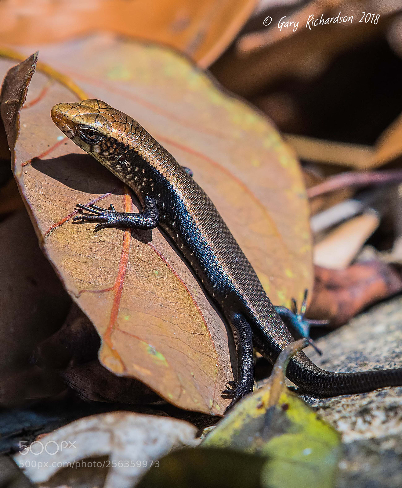 Nikon D500 sample photo. Common sun skink koh photography