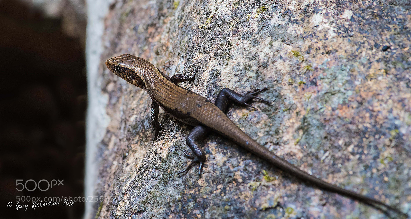 Nikon D500 sample photo. Common sun skink koh photography